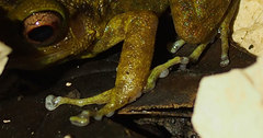 Eleutherodactylus counouspeus