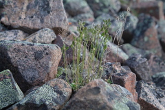Draba corymbosa