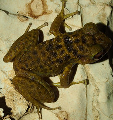 Eleutherodactylus counouspeus