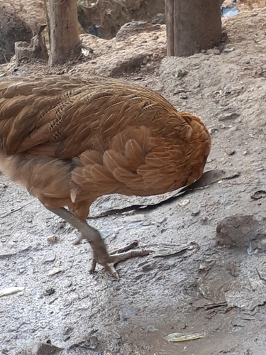 Red Junglefowl
