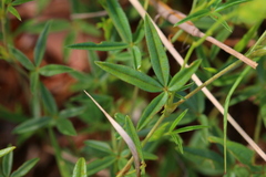 Zornia linearis
