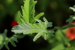 Convolvulus austroafricanus