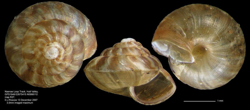 Phrixgnathus celia