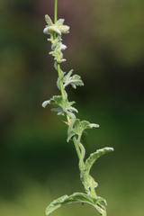 Convolvulus austroafricanus