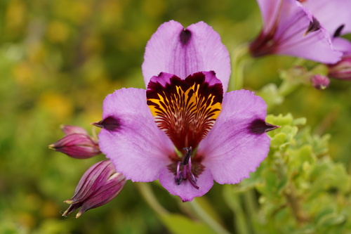 Alstroemeria magnifica, photograph 4