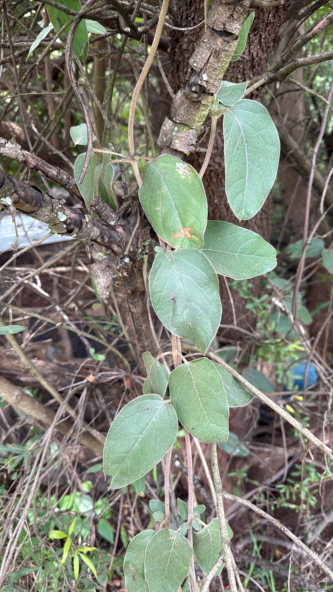 Imagem de Sphedamnocarpus pruriens