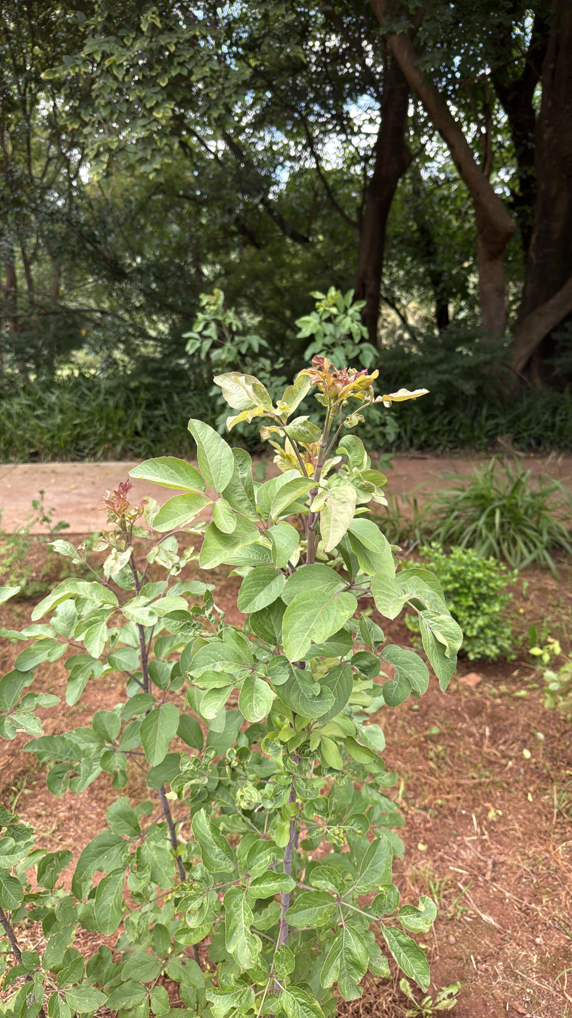 Imagem de Heteromorpha arborescens