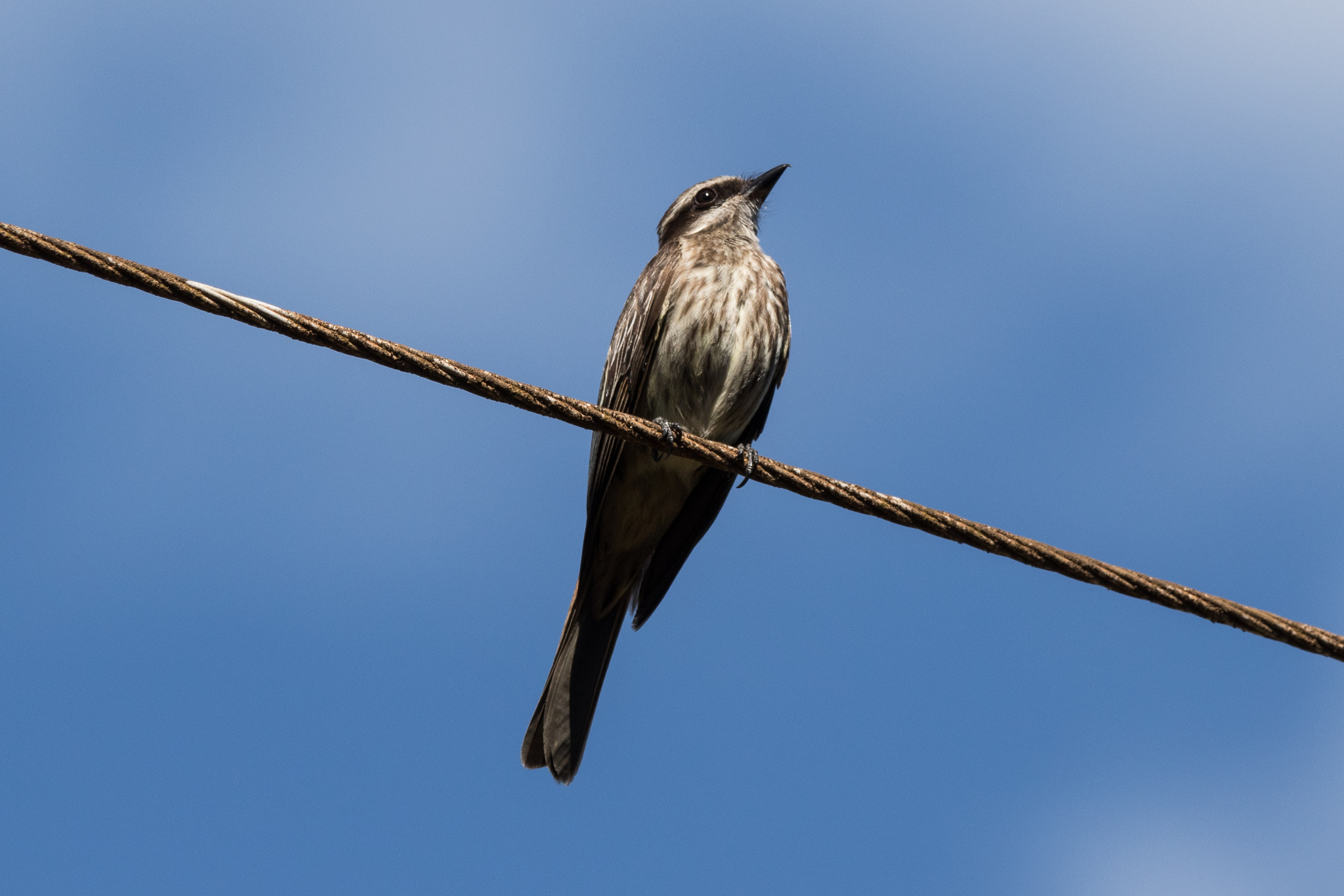 Variegated Flycatcher (Empidonomus varius), photo 6