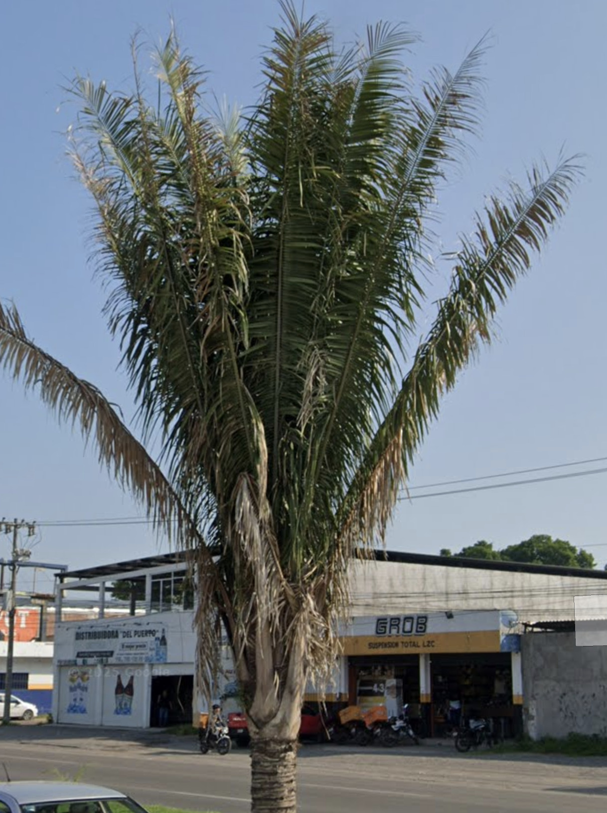 Attalea × camopiensis (Glassman) Zona 3