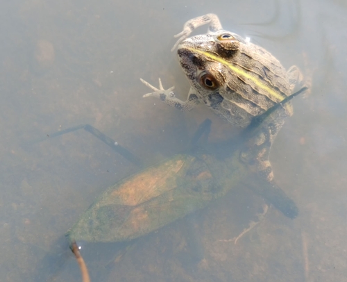 Giant African Bullfrog