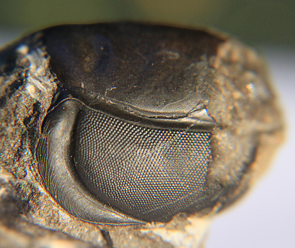 Cyclopygidae
