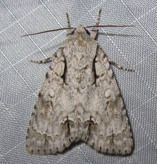 Acronicta laetifica