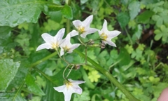 Solanum furcatum