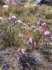 Protea recondita
