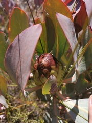 Protea recondita
