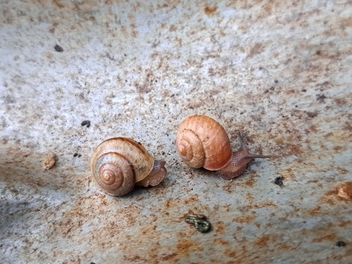 Bradybaena similaris observed 2026-01-22