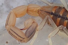 Uroplectes