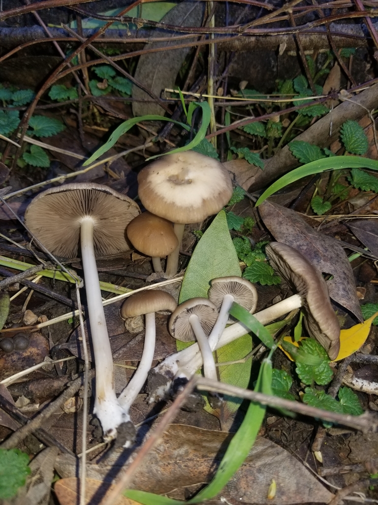 Psathyrella praetenuis
