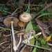 Psathyrella praetenuis - Photo (c) Harte Singer, some rights reserved (CC BY-NC), uploaded by Harte Singer