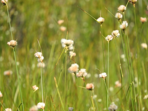 white beak-sedge