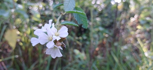 Melochia parvifolia