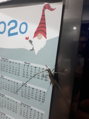 Didymocantha obliqua