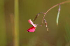 Indigofera filipes