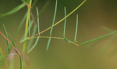 Indigofera filipes