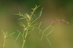 Indigofera filipes