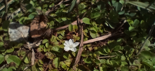 Dwarf Morning Glory