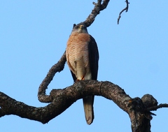 Accipiter brevipes