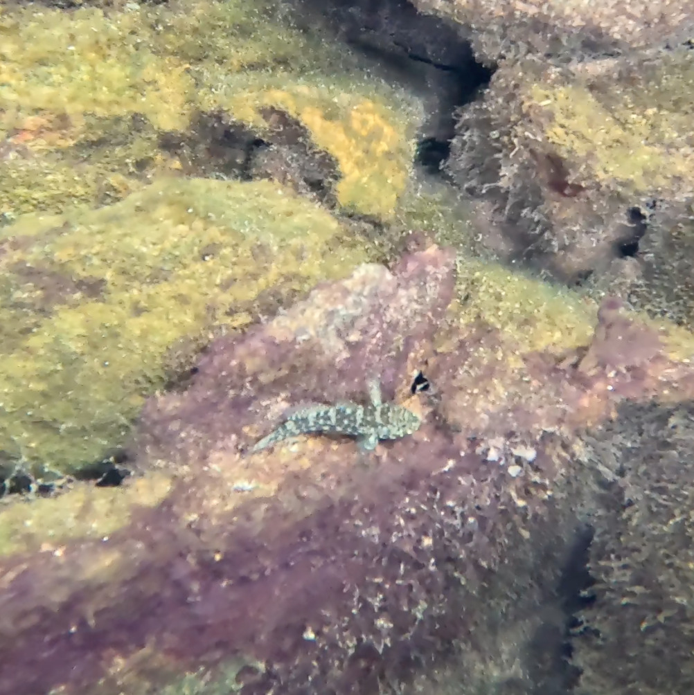Southern Frillfin photo 8