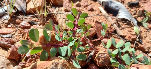 Chamaecrista diphylla