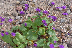 Phacelia calthifolia