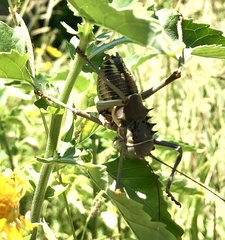 Acanthoplus