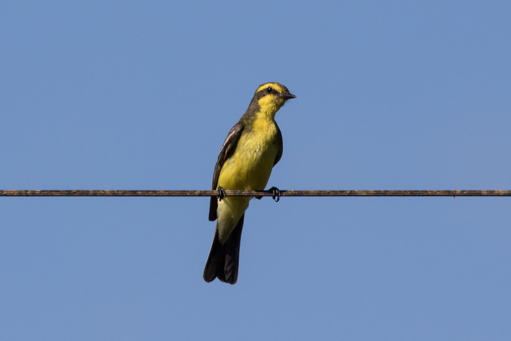 Yellow-browed Tyrant (Satrapa icterophrys), photo 6