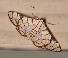 Aphytoceros lucusalis