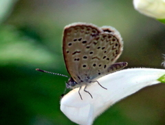 Zizeeria knysna knysna
