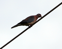 Streptopelia senegalensis