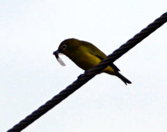 Zosterops anderssoni