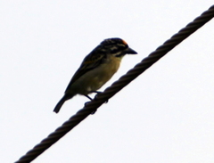 Pogoniulus chrysoconus