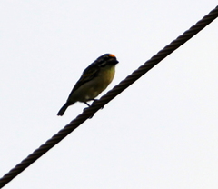 Pogoniulus chrysoconus
