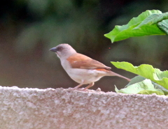 Passer griseus