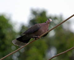 Streptopelia semitorquata