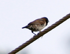 Spermestes cucullata