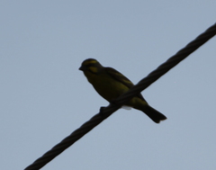Crithagra mozambica