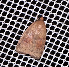 Austrocarea iocephala