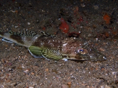 Platycephalidae