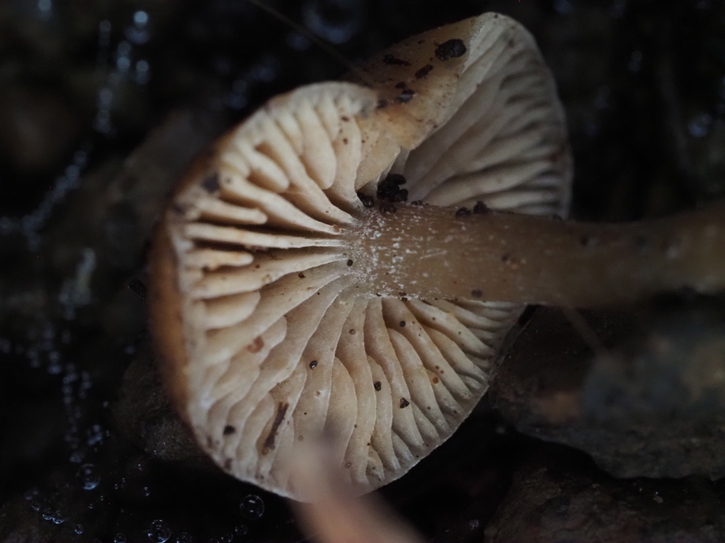 Rhodocybe aureicystidiata · January 2026 · photo: © lothlin (iNaturalist, cc-by)