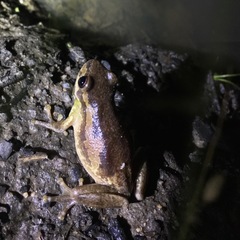 Litoria dentata